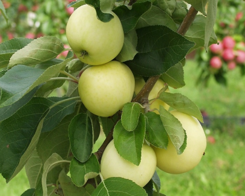 Äppleträd - Antonovka