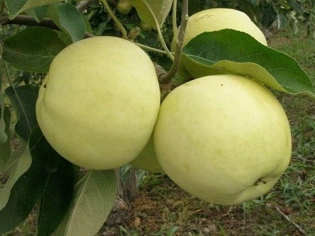 Äppleträd - Transparente Blanche