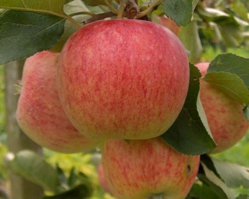 Äppleträd - Delikates