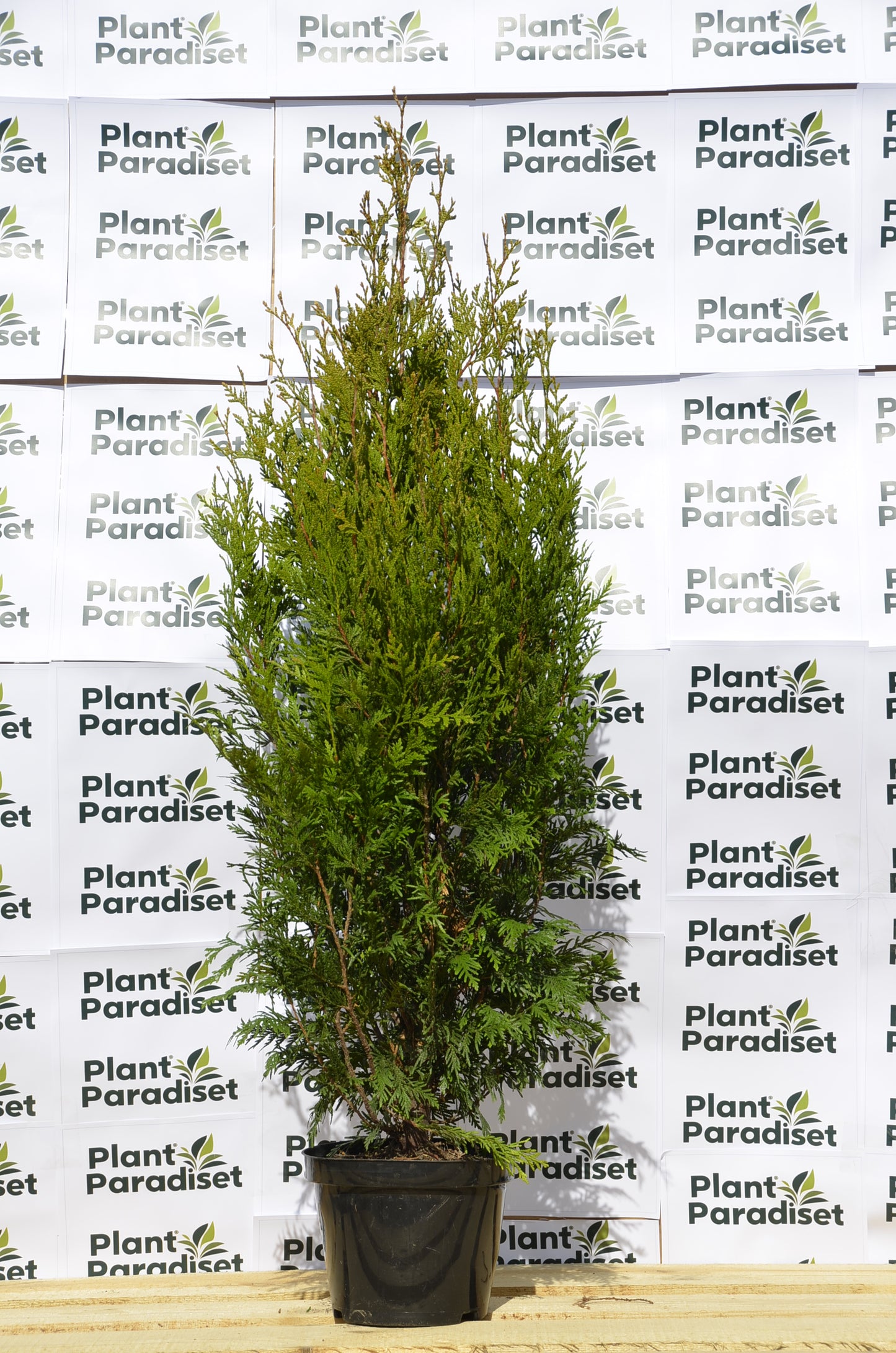 Thuja King Of Brabant Kruka 90-100cm