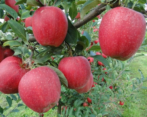 Äppleträd - Gala