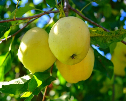 Äppleträd - Golden Delicious