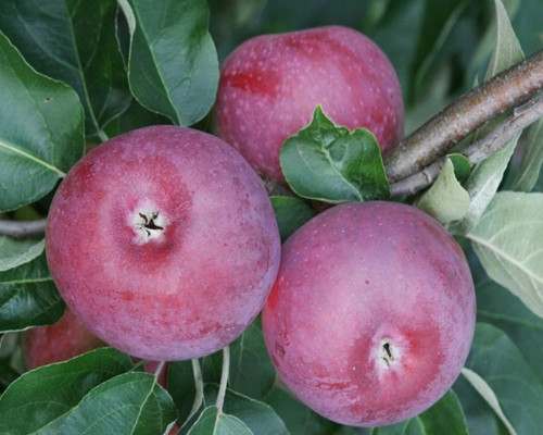 Äppleträd - Hallonäppelträd