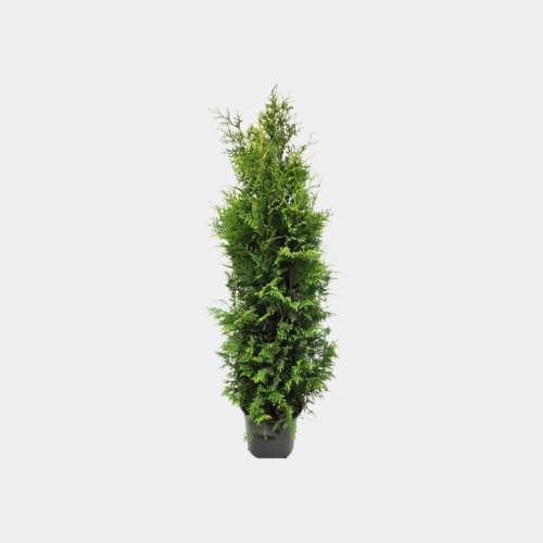 Thuja King Of Brabant Kruka 90-100cm