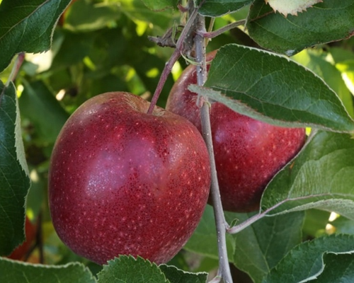 Äppleträd - Red Jonaprince