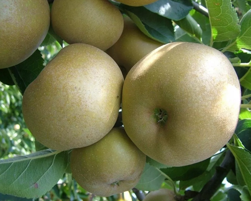 Äppleträd - Grå Renett