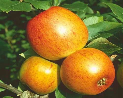 Äppleträd - Gyllene Renett