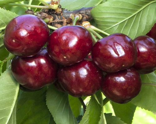 Körsbärsträd - Kordia