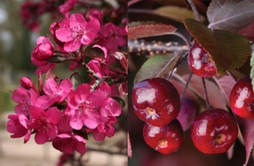 Äppleträd - Purpurapel Royalty