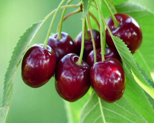 Körsbärsträd - Regina