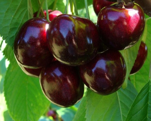 Körsbärsträd - Ukrainska