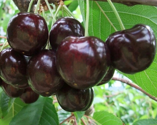 Körsbärsträd - Hybridkörsbär